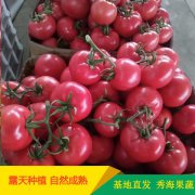 [供]山东费县西红柿长期供应硬粉西红柿