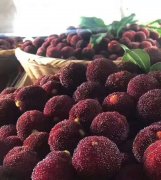 [供]仙居 东魁杨梅，个大果甜，当天采摘，当天发货