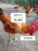 [供]正宗松树林散养土鸡跑山鸡，山好水好空气好，好吃